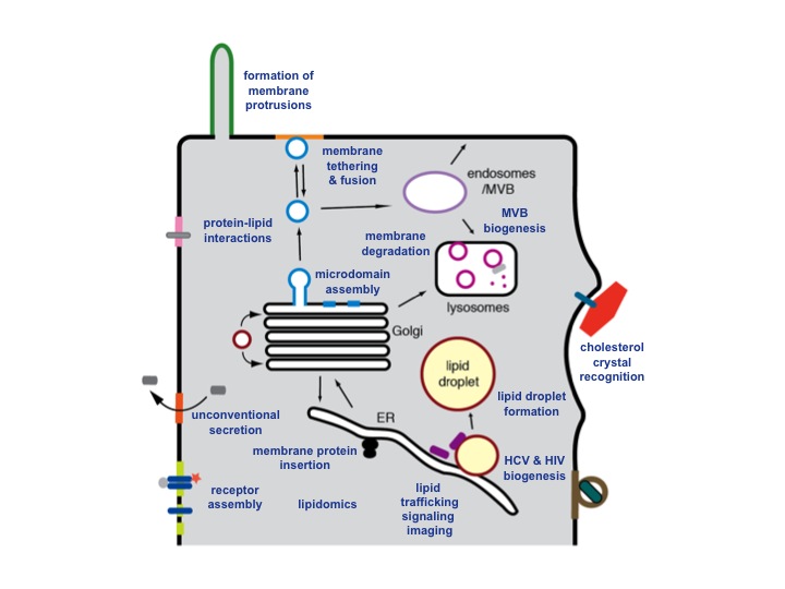 Grafik Lipid/protein assemblies.jpg